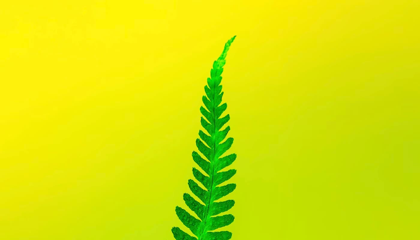 Fern leaf